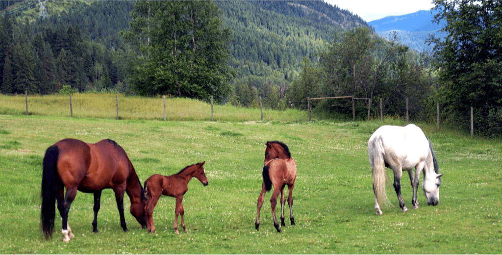 Andalusian Horses in pasture