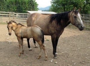 Tivio-Jacks-Ms-Enya-and-foal