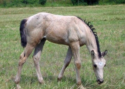 VMF-Tivios-Valiosa-Unica-foal
