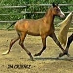 VA Cristal trotting