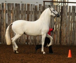 VA Duquesa Sport Horse